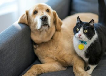 L’Europarlamento approva le norme per tutelare cani e gatti