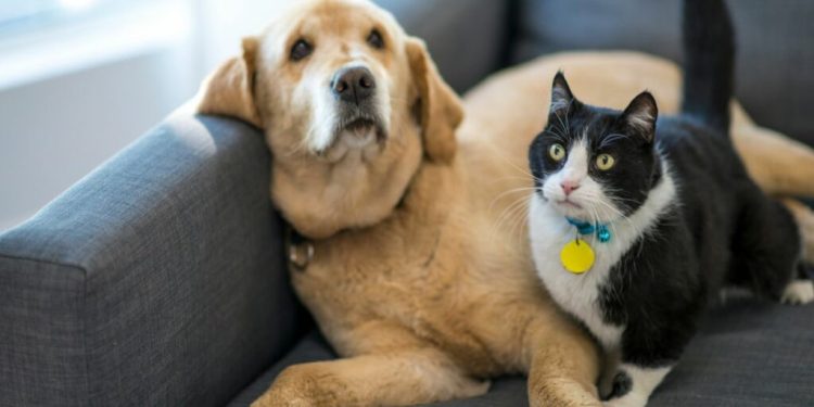 L’Europarlamento approva le norme per tutelare cani e gatti