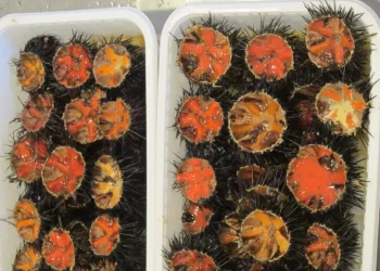 Due indagati per la pesca abusiva di 70.000 ricci di mare nel Sinis