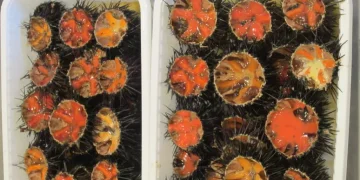 Due indagati per la pesca abusiva di 70.000 ricci di mare nel Sinis