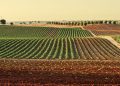 Agricoltura, 400 mila euro per le comunità di tutela della biodiversità e del cibo