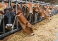Comparto bovino, la Regione stanzia 4,5 milioni per le aziende sarde