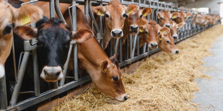 Comparto bovino, la Regione stanzia 4,5 milioni per le aziende sarde