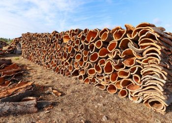 Ambiente: lepidotteri defogliatori della sughera, campagna 2026 in corso su 30 mila ettari
