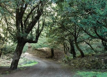 Ambiente: patrimonio boschivo, dalla Regione 12 milioni per i Comuni in aree di crisi industriale e ambientale