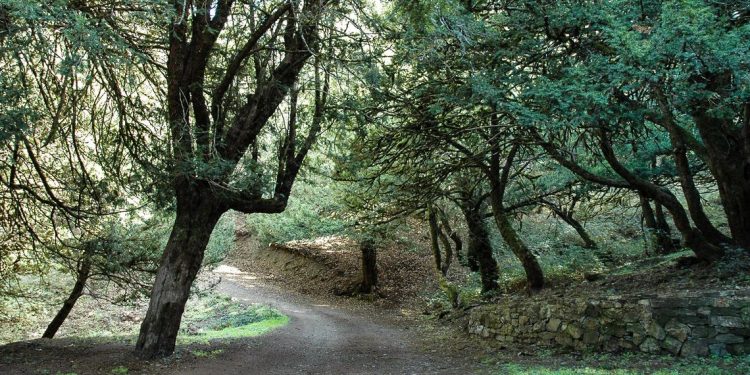 Ambiente: patrimonio boschivo, dalla Regione 12 milioni per i Comuni in aree di crisi industriale e ambientale