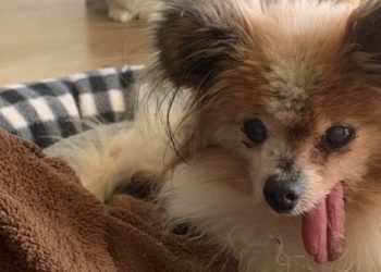 Addio a Lazare, il cane più vecchio del mondo: si è spento a 30 anni tra l’affetto dei social