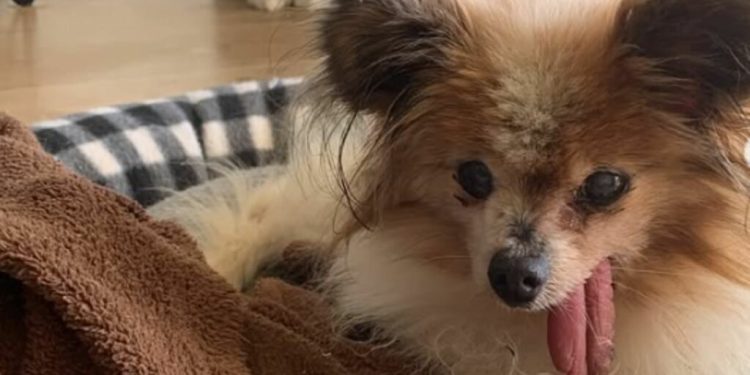 Addio a Lazare, il cane più vecchio del mondo: si è spento a 30 anni tra l’affetto dei social