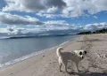 Alghe al Margine Rosso, la spiaggia dei cani spostata verso il Poetto