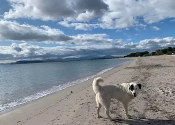Alghe al Margine Rosso, la spiaggia dei cani spostata verso il Poetto