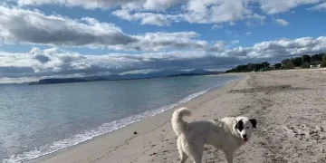 Alghe al Margine Rosso, la spiaggia dei cani spostata verso il Poetto