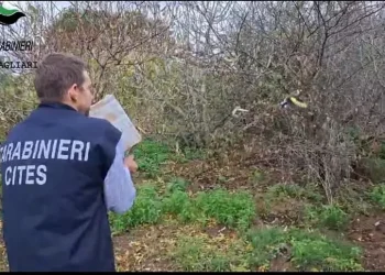 Maxi blitz antibracconaggio in mezza Sardegna, 15 denunciati