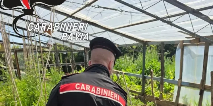 Operazione antidroga tra Pavia e Cagliari, sequestrate 236 piante di marijuana