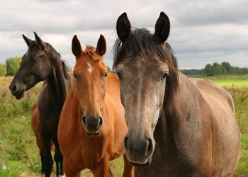 A Siurgus Donigala ignoti hanno ucciso una cavalla infierendo poi sul suo corpo