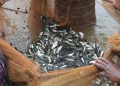Pesca e acquacoltura, due milioni per i nuovi bandi FEAMPA su competitività, sicurezza e sostenibilità