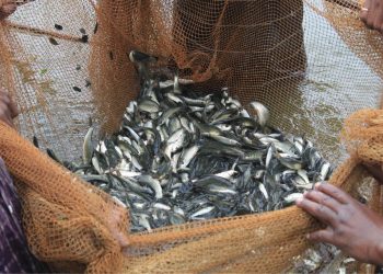Pesca e acquacoltura, due milioni per i nuovi bandi FEAMPA su competitività, sicurezza e sostenibilità