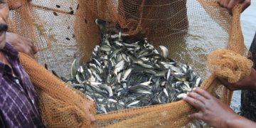 Pesca e acquacoltura, due milioni per i nuovi bandi FEAMPA su competitività, sicurezza e sostenibilità
