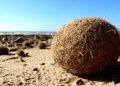 Sandro Demuro (Unica, MedCoastLab): “Il recupero della sabbia dalla posidonia non salva le spiagge: è una scelta dannosa”