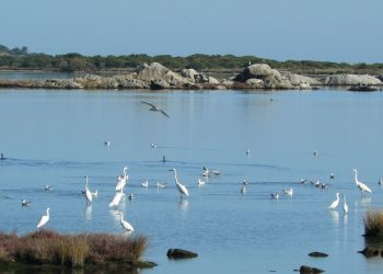 Fauna selvatica: dalla Regione 400 mila euro alle Province e Città metropolitane per la gestione delle Oasi permanenti di protezione faunistica