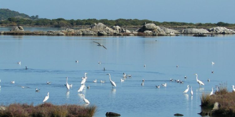 Fauna selvatica: dalla Regione 400 mila euro alle Province e Città metropolitane per la gestione delle Oasi permanenti di protezione faunistica