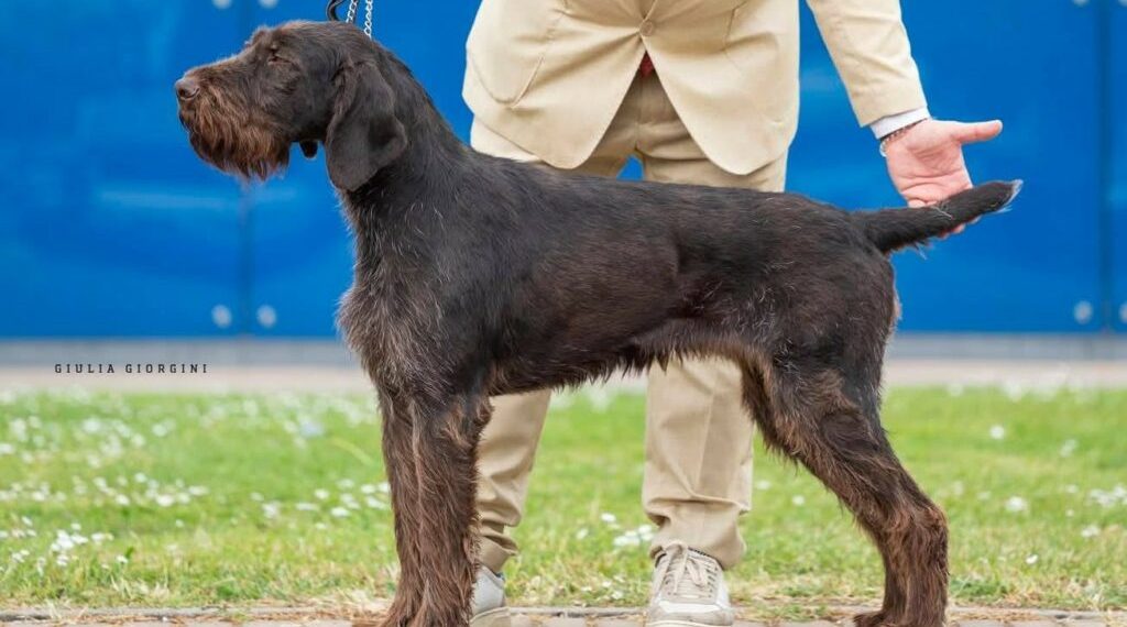 Chiusi nel furgone per ore, senza acqua: morti 3 cani al World Dog Show di Bologna