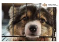 ‘Non abbandonare gli animali’, campagna del Comune di Sassari