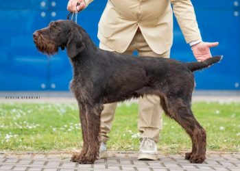 Chiusi nel furgone per ore, senza acqua: morti 3 cani al World Dog Show di Bologna