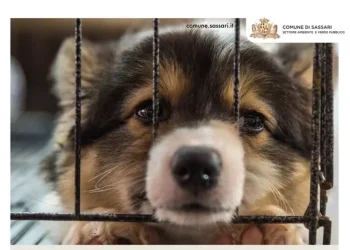 ‘Non abbandonare gli animali’, campagna del Comune di Sassari