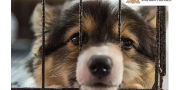 ‘Non abbandonare gli animali’, campagna del Comune di Sassari