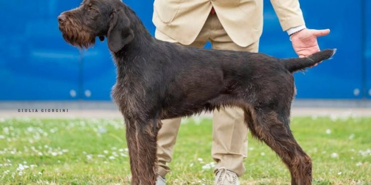 Chiusi nel furgone per ore, senza acqua: morti 3 cani al World Dog Show di Bologna