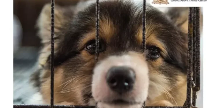 ‘Non abbandonare gli animali’, campagna del Comune di Sassari