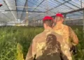Scoperta maxi piantagione di cannabis nel Cagliaritano, 60enne in manette