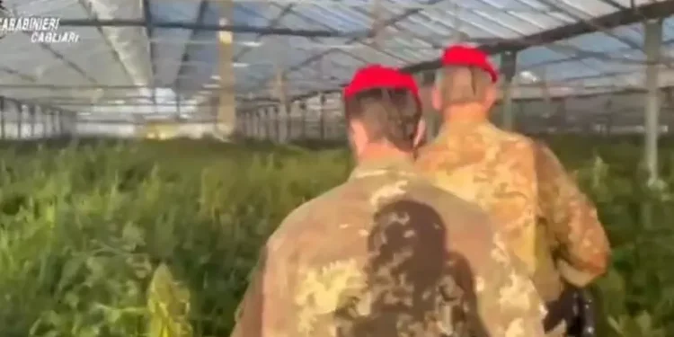 Scoperta maxi piantagione di cannabis nel Cagliaritano, 60enne in manette
