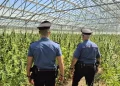 Diecimila piante in maxi coltivazione marijuana a Dolianova, due arresti