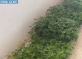 600 chili e 6 mila piante di cannabis in casa, arrestato un uomo a Sarule