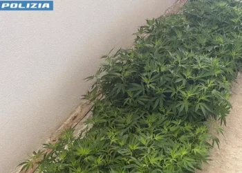 600 chili e 6 mila piante di cannabis in casa, arrestato un uomo a Sarule