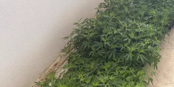 600 chili e 6 mila piante di cannabis in casa, arrestato un uomo a Sarule