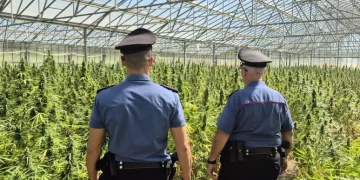 Diecimila piante in maxi coltivazione marijuana a Dolianova, due arresti