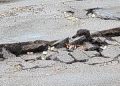 SS 554, la strada gruviera: Anas e Comune di Quartu datevi una svegliata