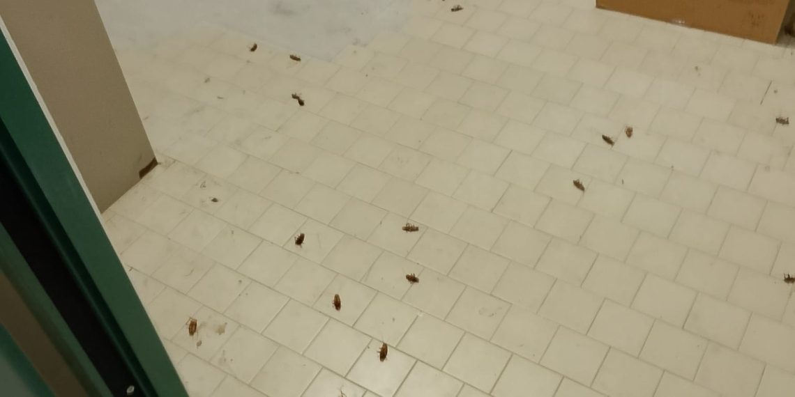 Invasione di blatte al Microcitemico: denuncia della Fials