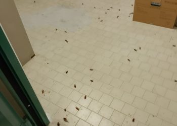 Invasione di blatte al Microcitemico: denuncia della Fials