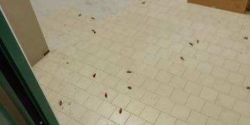 Invasione di blatte al Microcitemico: denuncia della Fials