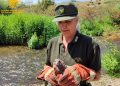 Ollastra: recuperato un giovane gheppio in difficoltà
