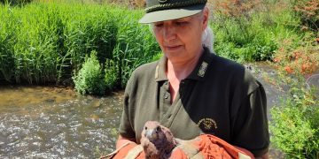 Ollastra: recuperato un giovane gheppio in difficoltà