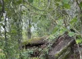 Ritrovata una tomba dei giganti nascosta tra la vegetazione nel Nuorese