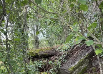Ritrovata una tomba dei giganti nascosta tra la vegetazione nel Nuorese