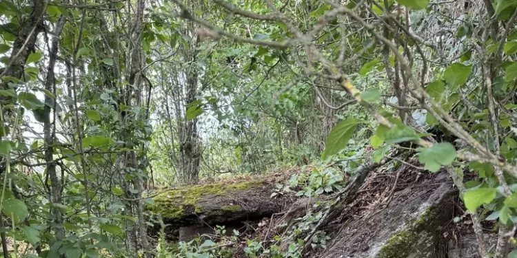 Ritrovata una tomba dei giganti nascosta tra la vegetazione nel Nuorese