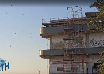 Fauna Protetta nel Cantiere ex Marino. Earth Odv diffida Regione e Comune: “Stop immediato ai lavori “