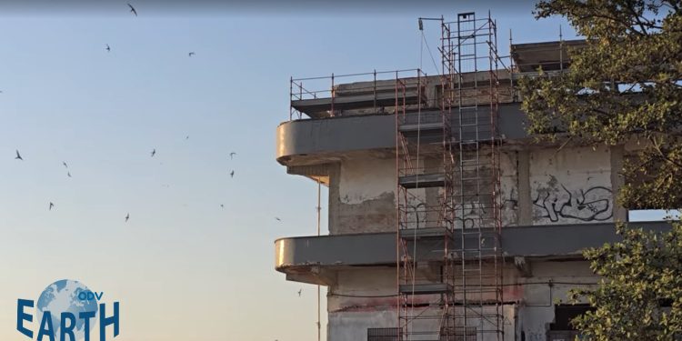 Fauna Protetta nel Cantiere ex Marino. Earth Odv diffida Regione e Comune: “Stop immediato ai lavori “