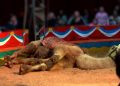 Lav denuncia: “Condizioni insopportabili, basta circhi con animali”